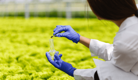 researcher takes probe greenery round bottom flask