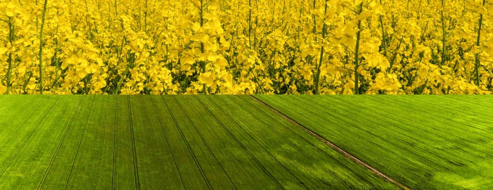 Plant Breeding Innovation